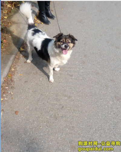 无锡市北塘区惠峰新村265号重金中华田园犬，它是一只非常可爱的宠物狗狗，希望它早日回家，不要变成流浪狗。