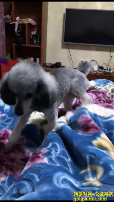 【杭州找狗】，寻狗启示灰色泰迪公狗，它是一只非常可爱的宠物狗狗，希望它早日回家，不要变成流浪狗。