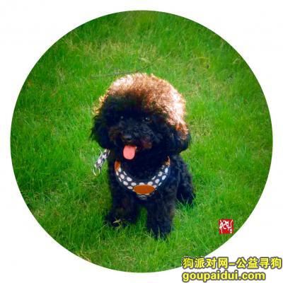 杭州找狗，【杭州寻狗启示】-一直纯黑色的小泰迪，它是一只非常可爱的宠物狗狗，希望它早日回家，不要变成流浪狗。