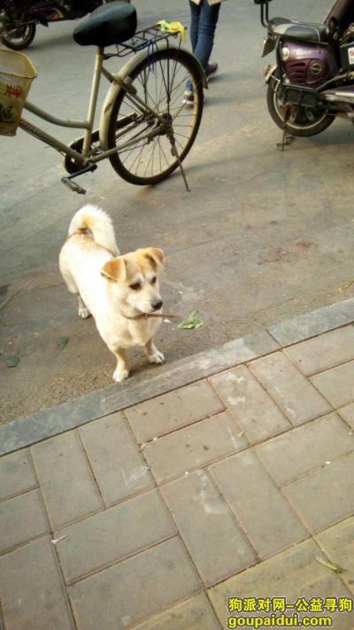 济南找狗，历下区老东门丢失狗狗，18753103633，它是一只非常可爱的宠物狗狗，希望它早日回家，不要变成流浪狗。