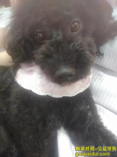 惠州寻狗启示，黑色泰迪惠阳黄金海岸丢失，它是一只非常可爱的宠物狗狗，希望它早日回家，不要变成流浪狗。