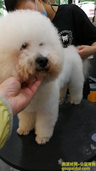 【北京捡到狗】，北京 比熊 急寻主人，它是一只非常可爱的宠物狗狗，希望它早日回家，不要变成流浪狗。