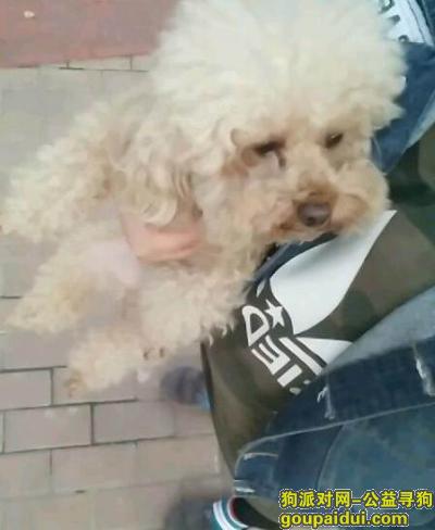 我在江宁义乌商品城丢了一只泰迪狗，它是一只非常可爱的宠物狗狗，希望它早日回家，不要变成流浪狗。