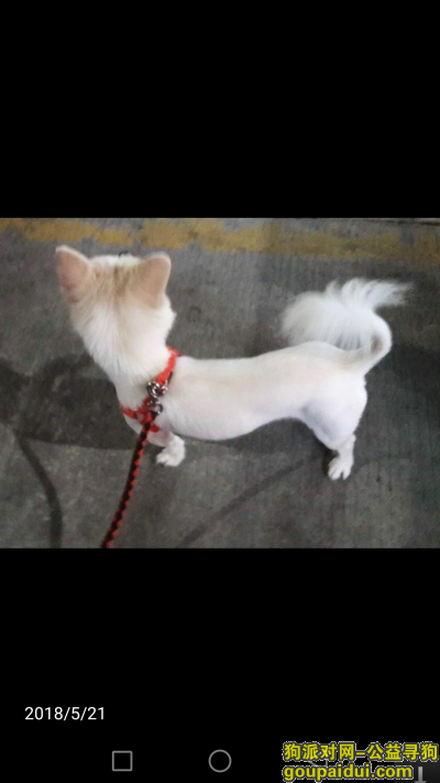 福田区寻白色小狗一只（13427334943），它是一只非常可爱的宠物狗狗，希望它早日回家，不要变成流浪狗。