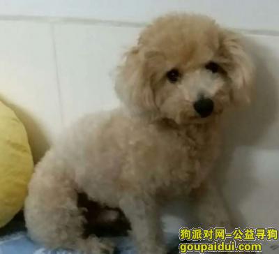 【深圳找狗】，深圳宝安41区寻找泰迪狗狗，它是一只非常可爱的宠物狗狗，希望它早日回家，不要变成流浪狗。