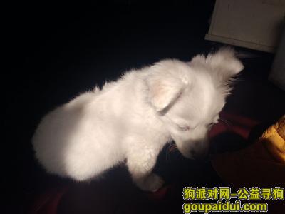 【郑州找狗】，急，狗狗在东明路社区医院附近丢了，好几天还没找到，它是一只非常可爱的宠物狗狗，希望它早日回家，不要变成流浪狗。