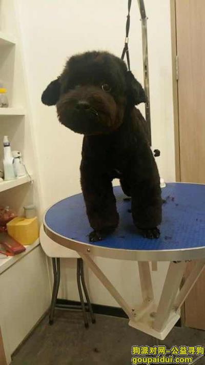 南山前海5月21日下午走丢一只纯黑泰迪串串，它是一只非常可爱的宠物狗狗，希望它早日回家，不要变成流浪狗。