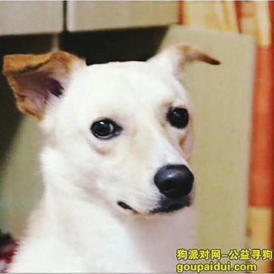 青岛市南5月21日走丢一只拉布拉多串串小布，它是一只非常可爱的宠物狗狗，希望它早日回家，不要变成流浪狗。