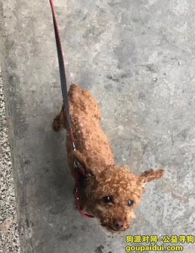 温州找狗，大典下人民路口泰迪寻狗启事，它是一只非常可爱的宠物狗狗，希望它早日回家，不要变成流浪狗。