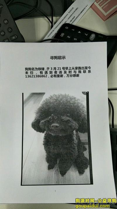 【北京找狗】，大兴黄村走失黑色泰迪铁锤 寻回必有重谢！！！，它是一只非常可爱的宠物狗狗，希望它早日回家，不要变成流浪狗。