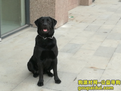 黑色拉不拉多丢失在沂水，它是一只非常可爱的宠物狗狗，希望它早日回家，不要变成流浪狗。