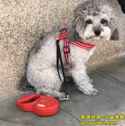 【北京找狗】，北京石景山寻银灰色泰迪狗狗，它是一只非常可爱的宠物狗狗，希望它早日回家，不要变成流浪狗。