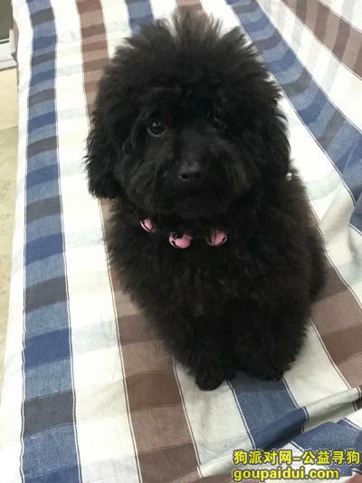【南昌找狗】，一直黑色的泰迪狗，名字叫做奥利奥，它是一只非常可爱的宠物狗狗，希望它早日回家，不要变成流浪狗。