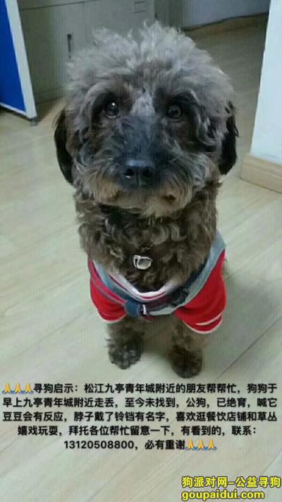 松江九亭青年城酬谢两千元寻找泰迪，它是一只非常可爱的宠物狗狗，希望它早日回家，不要变成流浪狗。