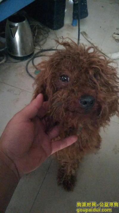 南昌寻狗启示，青山湖区捡的棕色公泰迪，它是一只非常可爱的宠物狗狗，希望它早日回家，不要变成流浪狗。