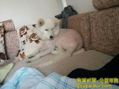 【安顺找狗】，贵州安顺普定寻找爱狗，它是一只非常可爱的宠物狗狗，希望它早日回家，不要变成流浪狗。