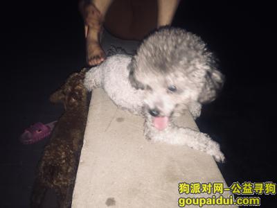 北京寻狗启示，国仕汇小区 今天丢失灰色泰迪，它是一只非常可爱的宠物狗狗，希望它早日回家，不要变成流浪狗。