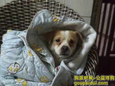 【深圳找狗】，有哪位好心人看到，请回复我，它是一只非常可爱的宠物狗狗，希望它早日回家，不要变成流浪狗。