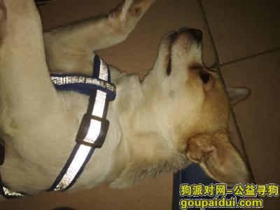 寻找爱狗，在深圳的朋友请帮忙找一下，谢谢大家。，它是一只非常可爱的宠物狗狗，希望它早日回家，不要变成流浪狗。
