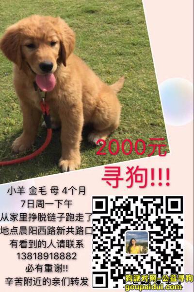 上海市浦东新区晨阳西路酬谢两千元寻找小金毛，它是一只非常可爱的宠物狗狗，希望它早日回家，不要变成流浪狗。