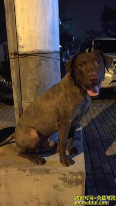 成都成华区双华南路31号院酬谢三千元寻找拉布拉多，它是一只非常可爱的宠物狗狗，希望它早日回家，不要变成流浪狗。