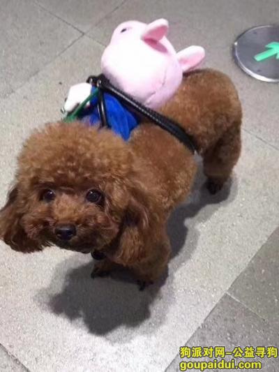 【台州找狗】，豆豆  体型小小的，眼睛很大有一点点泪，它是一只非常可爱的宠物狗狗，希望它早日回家，不要变成流浪狗。
