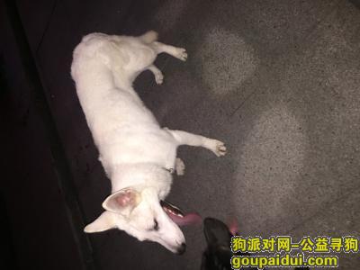 南京寻狗主人，鼓楼地铁大厦附近遇见的，它是一只非常可爱的宠物狗狗，希望它早日回家，不要变成流浪狗。