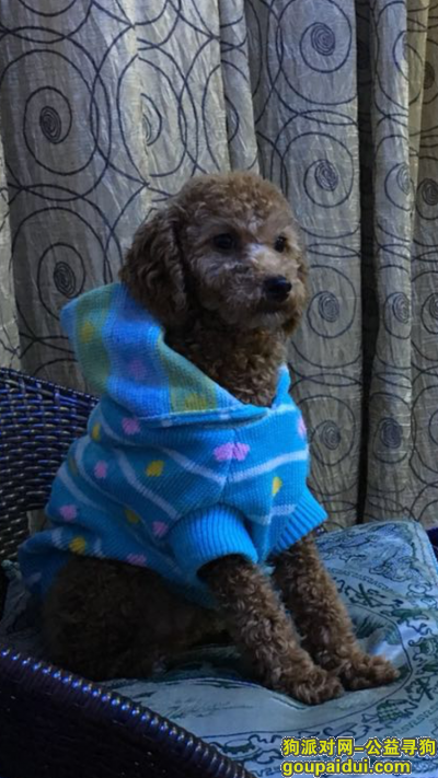 上海普陀区重金寻泰迪，它是一只非常可爱的宠物狗狗，希望它早日回家，不要变成流浪狗。