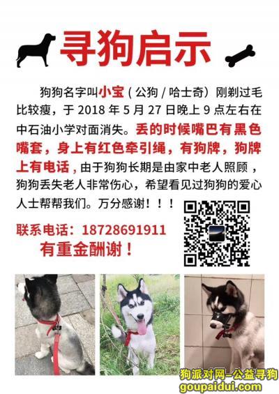 广安寻狗网，在广安城北丢失一只黑白颜色哈士奇，它是一只非常可爱的宠物狗狗，希望它早日回家，不要变成流浪狗。