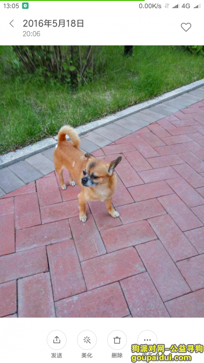 【天津找狗】，天津市天佑城附近寻狗！答谢500元，它是一只非常可爱的宠物狗狗，希望它早日回家，不要变成流浪狗。