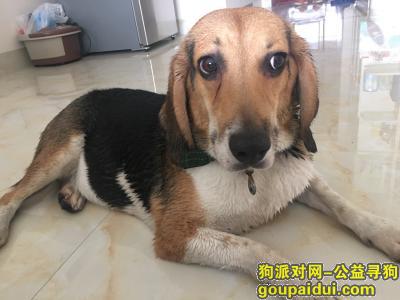 在江南区谁丢失了一只比格？漂亮的狗狗，它是一只非常可爱的宠物狗狗，希望它早日回家，不要变成流浪狗。