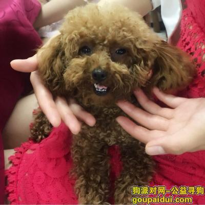 【上海找狗】，上海市闵行区380号智慧园酬谢五千元寻找泰迪，它是一只非常可爱的宠物狗狗，希望它早日回家，不要变成流浪狗。