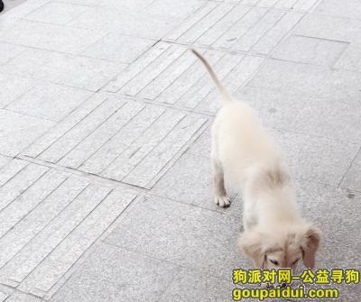 襄阳襄城区庞公路二十三中门口丢失金毛，它是一只非常可爱的宠物狗狗，希望它早日回家，不要变成流浪狗。