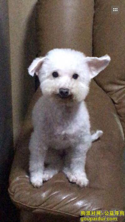 上海市宝山区长江南路长逸路酬谢三千元寻找白色泰迪，它是一只非常可爱的宠物狗狗，希望它早日回家，不要变成流浪狗。