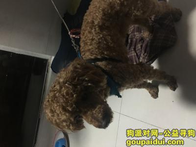 南京丢狗，寻找知心伙伴  奥迪，它是一只非常可爱的宠物狗狗，希望它早日回家，不要变成流浪狗。