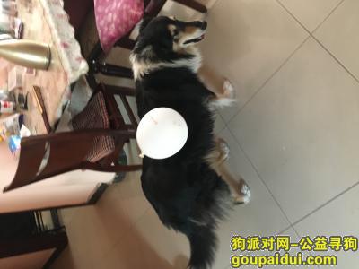 【北京找狗】，北京西单寻狗！必有重谢！，它是一只非常可爱的宠物狗狗，希望它早日回家，不要变成流浪狗。