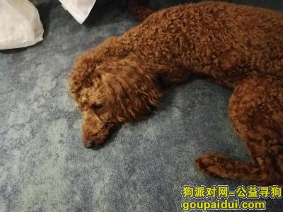 重庆找狗主人，重庆渝中区人民路捡到泰迪，它是一只非常可爱的宠物狗狗，希望它早日回家，不要变成流浪狗。