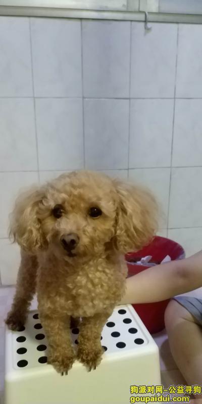 【深圳捡到狗】，2018年6月2晚捡香槟泰迪，它是一只非常可爱的宠物狗狗，希望它早日回家，不要变成流浪狗。