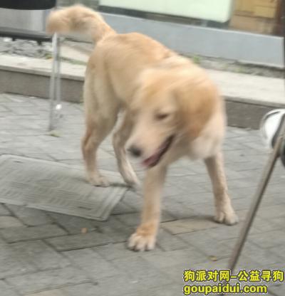 杭州找狗主人，谁家的金毛一只在丽水路310-318号之间流浪，看到的速度来巡，来晚了被路人领走了，它是一只非常可爱的宠物狗狗，希望它早日回家，不要变成流浪狗。