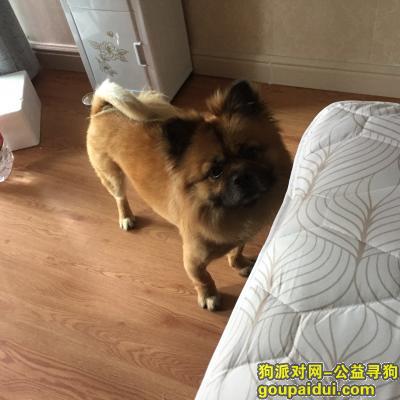 【广州找狗】，黄 baby请你回来，它是一只非常可爱的宠物狗狗，希望它早日回家，不要变成流浪狗。