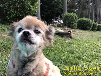 【广州找狗】，寻找15岁黄色蝴蝶犬BOBO，它是一只非常可爱的宠物狗狗，希望它早日回家，不要变成流浪狗。