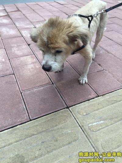 【广州捡到狗】，本人于六月二日在康王北误捡到黄色老年犬，它是一只非常可爱的宠物狗狗，希望它早日回家，不要变成流浪狗。