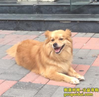 【天津找狗】，寻找九岁爱犬博美串串，它是一只非常可爱的宠物狗狗，希望它早日回家，不要变成流浪狗。