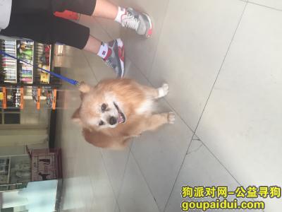 【天津捡到狗】，从派出所救出的博美串寻失主，它是一只非常可爱的宠物狗狗，希望它早日回家，不要变成流浪狗。