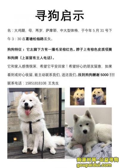 南京寻狗，南京市六合区葛塘松杨路酬谢五千元寻找萨摩，它是一只非常可爱的宠物狗狗，希望它早日回家，不要变成流浪狗。
