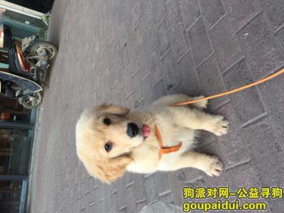 东坝朝新嘉园丢失4个月大金毛，请知情者帮忙寻找，它是一只非常可爱的宠物狗狗，希望它早日回家，不要变成流浪狗。