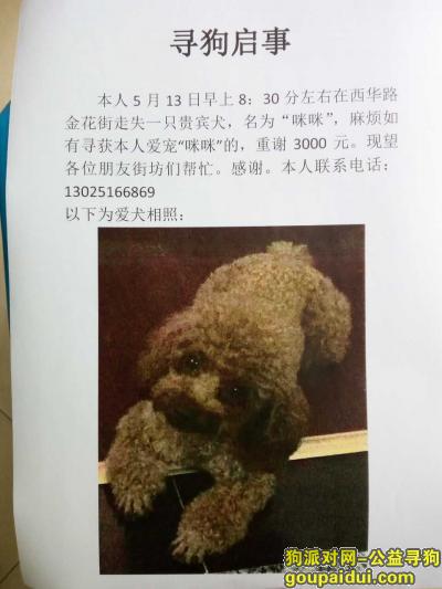 【广州找狗】，望好人拾到咪咪归还 谢谢 好❤️有好报，它是一只非常可爱的宠物狗狗，希望它早日回家，不要变成流浪狗。