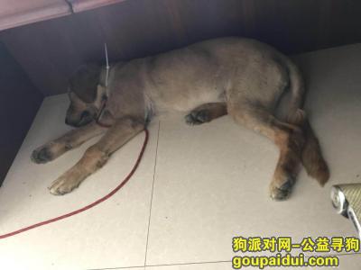 捡到一条大金毛，公的，惠山区洛社镇洛神路，它是一只非常可爱的宠物狗狗，希望它早日回家，不要变成流浪狗。
