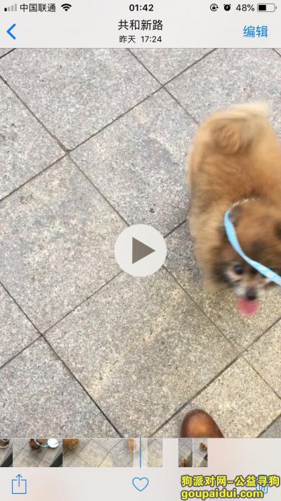 【上海捡到狗】，上海闸北区延长路捡到小型棕色类似博美犬一只，它是一只非常可爱的宠物狗狗，希望它早日回家，不要变成流浪狗。