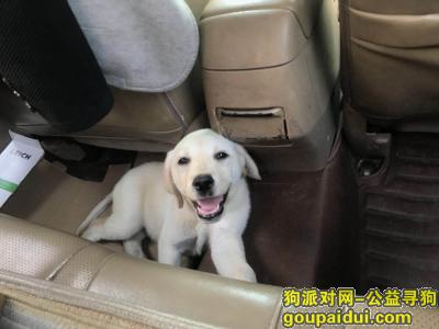 成都市郫县唐元镇寻找爱宠    多多，它是一只非常可爱的宠物狗狗，希望它早日回家，不要变成流浪狗。